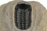 Ventrally Prepared Reedops Trilobite - Aatchana, Morocco #235653-4